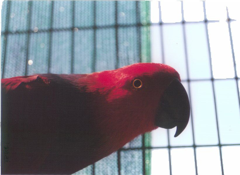  Cella, our 18 year old vos maeri eclectus eagerly searches for a hungry baby.